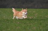 CORGI PEMBROKE 1463